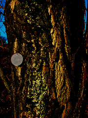 Andrew Stones - 'CERN tree 4150/15'. Digital photgraph.