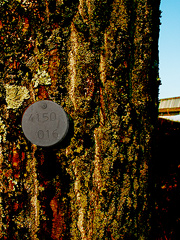 Numbered trees at CERN. Photographic series by Andrew Stones.