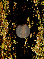 Andrew Stones - 'CERN tree 4150/19'. Digital photgraph.